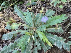 Biophytum dendroides, photograph author not stated, no rights reserved