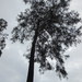 Pinus luzmariae - Photo (c) M. Socorro González Elizondo, μερικά δικαιώματα διατηρούνται (CC BY-SA), uploaded by M. Socorro González Elizondo