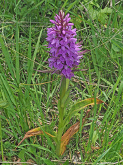 Dactylorhiza euxina