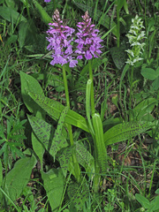 Dactylorhiza euxina