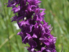 Dactylorhiza euxina