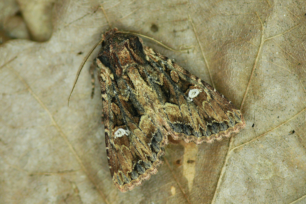 Polymixis latesco