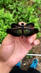 Rhyothemis fuliginosa