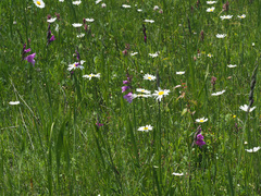 Gladiolus dzavakheticus