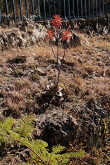 Aloe greatheadii davyana