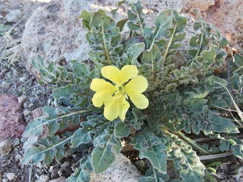 Image of Oenothera primiveris by (c) Sue Carnahan, some rights reserved (CC BY)