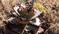 Aloe greatheadii davyana