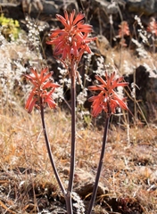 Aloe greatheadii davyana