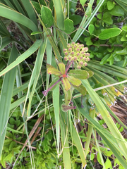Asclepias curtissii
