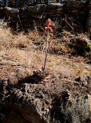 Aloe greatheadii davyana