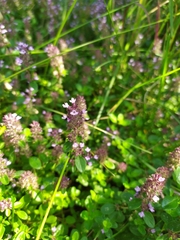 Thymus serpyllum chamaedrys