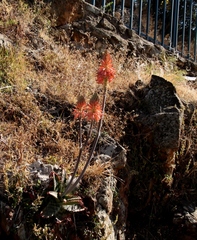 Aloe greatheadii davyana