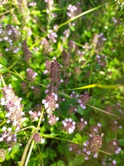 Thymus serpyllum chamaedrys