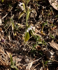 Hypoestes forskaolii