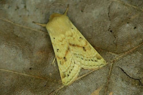 Agrochola egorovi