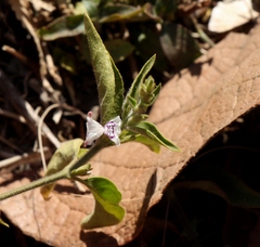 Hypoestes forskaolii