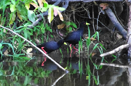 Black Crake (Zapornia flavirostra)