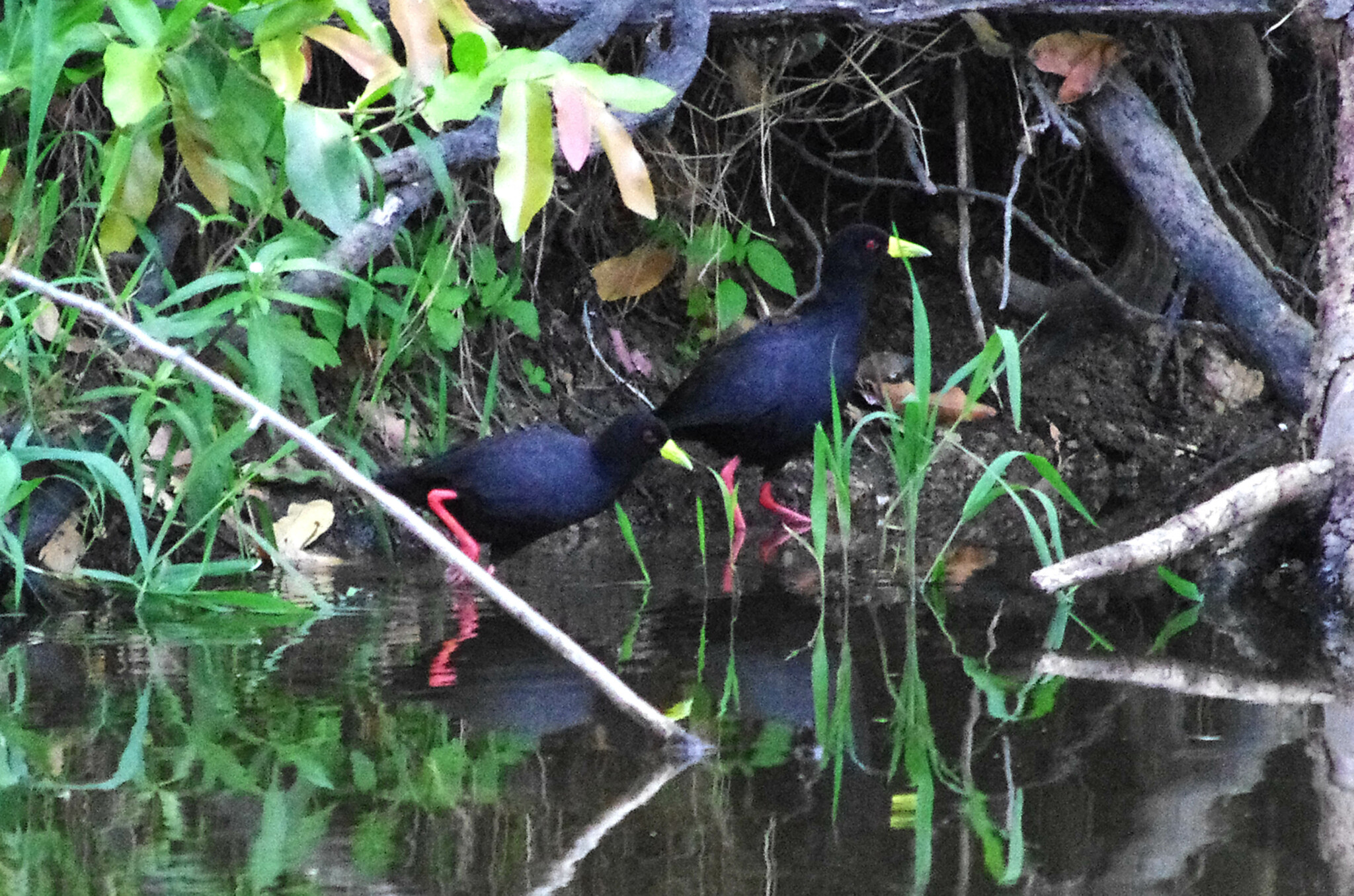 Black Crake illustration