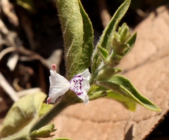 Hypoestes forskaolii