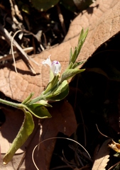 Hypoestes forskaolii