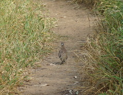 Geophaps scripta