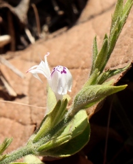 Hypoestes forskaolii
