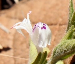 Hypoestes forskaolii