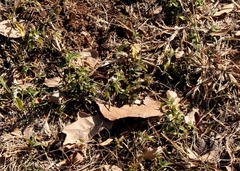 Hypoestes forskaolii