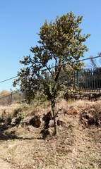 Dombeya rotundifolia