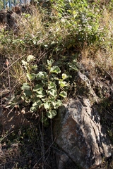 Dombeya rotundifolia