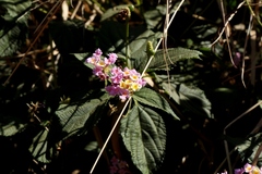 Lantana camara