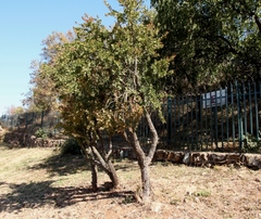 Gymnosporia buxifolia