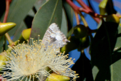 Theclinesthes miskini