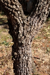 Gymnosporia buxifolia