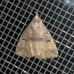 Phalaenostola hanhami