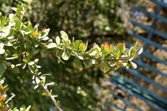 Gymnosporia buxifolia
