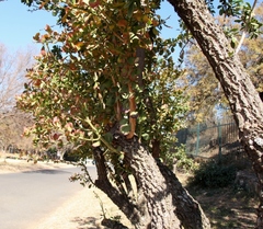 Gymnosporia buxifolia