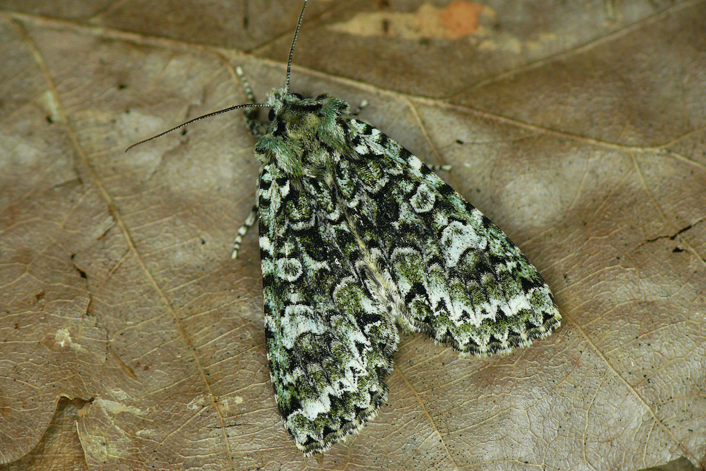 Griposia jahannamah