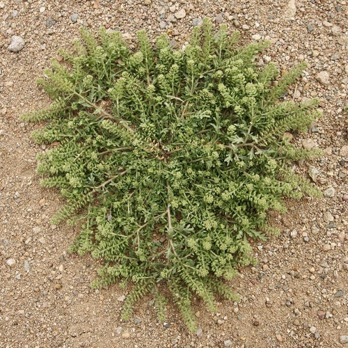 Image of Lepidium oblongum by (c) Sue Carnahan, some rights reserved (CC BY)
