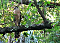 Micrastur semitorquatus