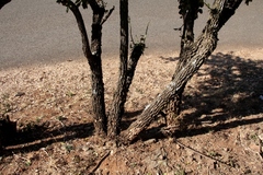 Gymnosporia buxifolia