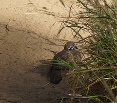 Geophaps scripta