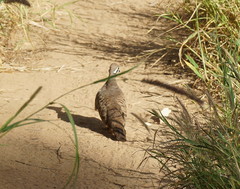Geophaps scripta