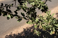 Gymnosporia buxifolia