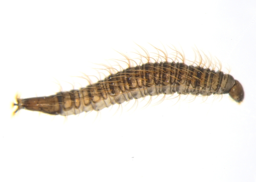 Drain fly