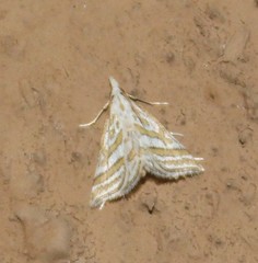 Leptosteges parthenialis
