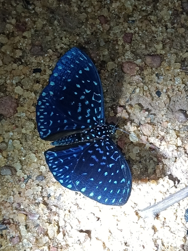 Hamadryas velutina