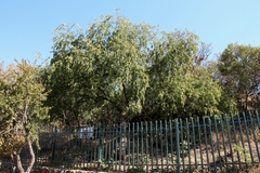 Ziziphus mucronata
