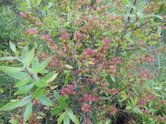 Vaccinium stenophyllum