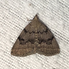 Zanclognatha dentata